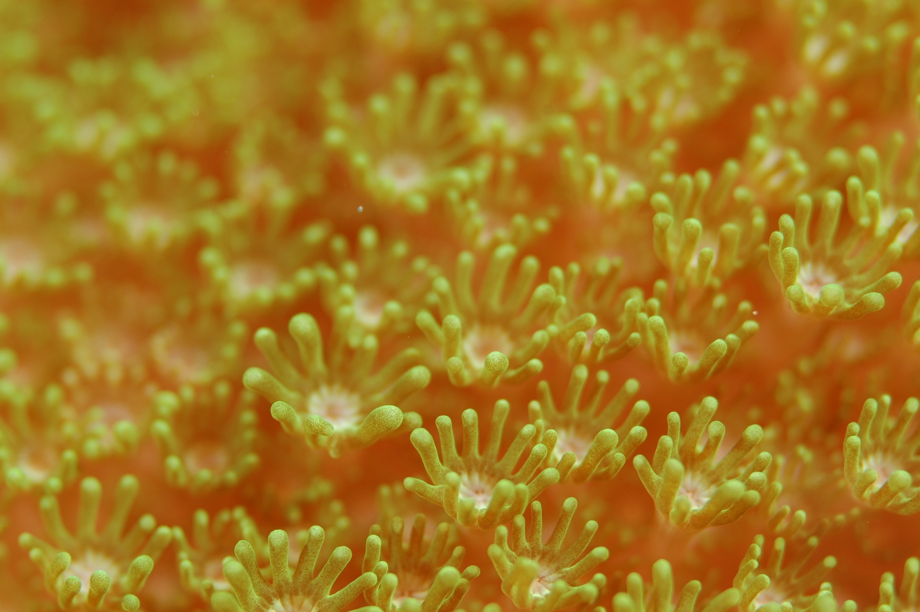 anemone-corals-sea-anemone-42258